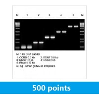 2× LiTaq™ PCR Master Mix (+Dye) (5 ml)